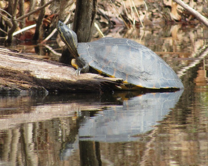 Cooter Pseudemys